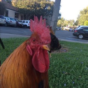 Meet your Posher, Aadeline